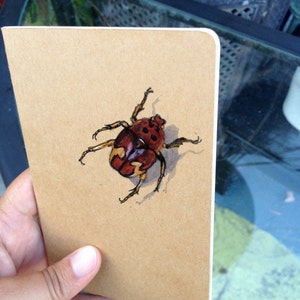May include: A hand-drawn illustration of a beetle on a brown paper background. The beetle is drawn in black ink with red, yellow, and orange accents.