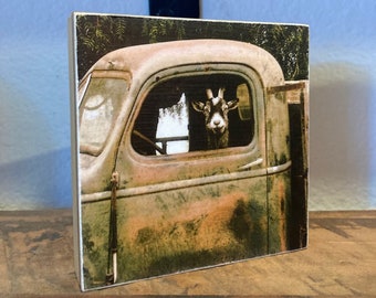 Goat art print, Goat in a truck photo on wood panel, farmhouse decor, Country home decor, Rustic truck photo, Goat gift, 4x4 wood panel