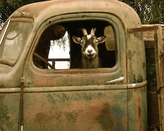 Goat art print, Goat in a truck art print, Farmhouse decor, Country home gift, Rustic home decor, Rustic truck, Signed, 8x8 archival print