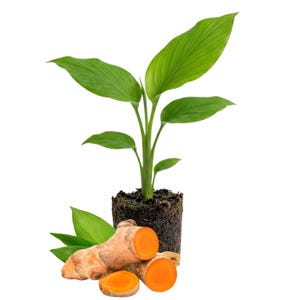 May include: A vibrant image showcasing turmeric, a plant with bright green leaves and a cluster of orange-colored rhizomes. The turmeric is partially rooted in soil, with some rhizomes sliced to reveal the vivid interior. The background is plain white.