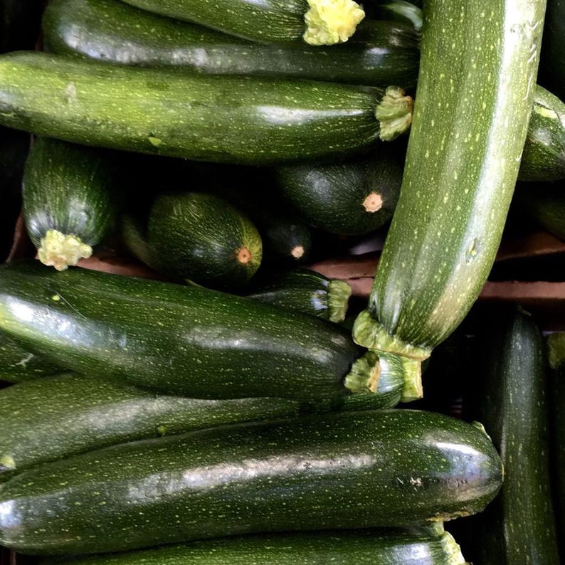 Set of 2 Green Zuchini Plant, Squash Plant Live, 3-5 Inc, Outdoor ...