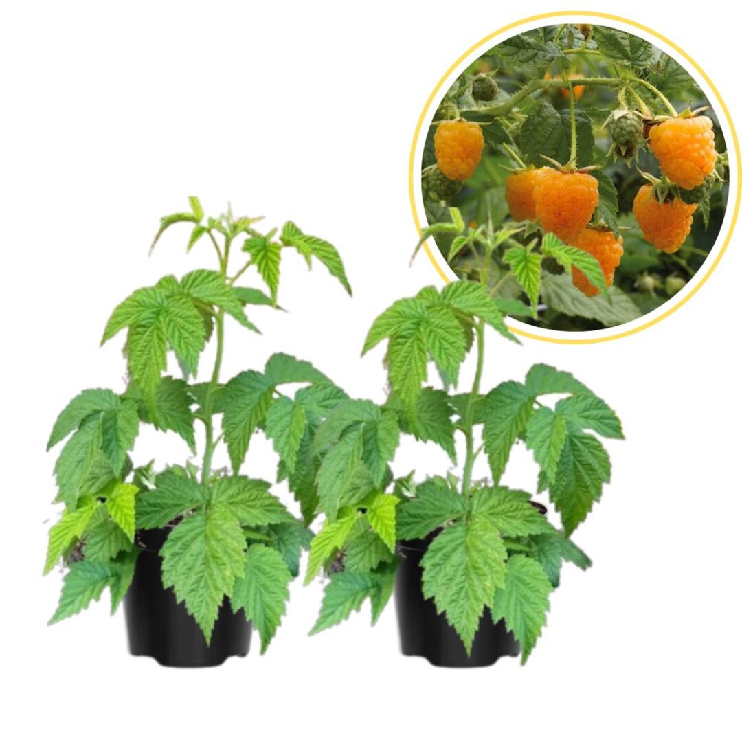 Set of 2 Gold Raspberry Live Plants, Edible Berry Bush, 4-6 Inches Tall ...
