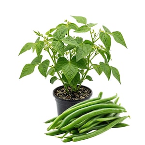 May include: A green bean plant growing in a black plastic pot with soil, accompanied by a pile of fresh, long, slender green bean pods arranged in front of the container. The plant features vibrant green trifoliate leaves and small buds.