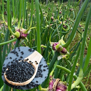 May include: Close-up of a wooden spoon filled with black seeds, set against a dark gray surface. The background features a field of green onion plants with purple and green flower heads, showcasing a natural, organic theme.