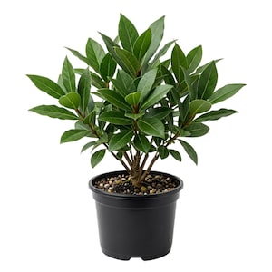 May include: A bay laurel plant with glossy, dark green, lance-shaped leaves growing from a central woody stem. The plant is potted in a simple, round, black plastic container filled with dark soil and small pebbles on the surface.