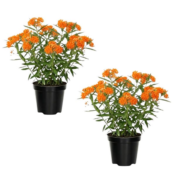 Set of 2 Orange Milkweed Plants, Asclepias Tuberosa Perennial Flowers, 5-7 Inches Tall