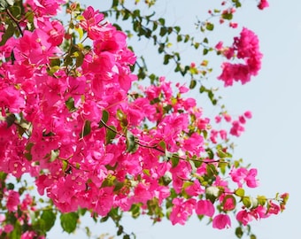 Pink Bougainvillea Plant Live, Bougainvillea Flower Vine Perennial, Outdoor Planting 4-7 Inches