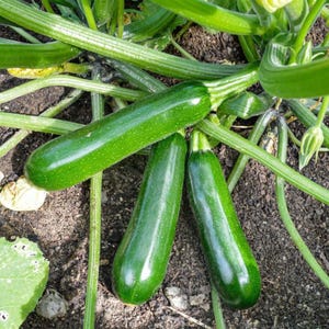May include: Three fresh, green zucchini vegetables growing in a garden. The zucchini are elongated and have a smooth, shiny surface. They are surrounded by green leaves and stems, with a dark soil background.