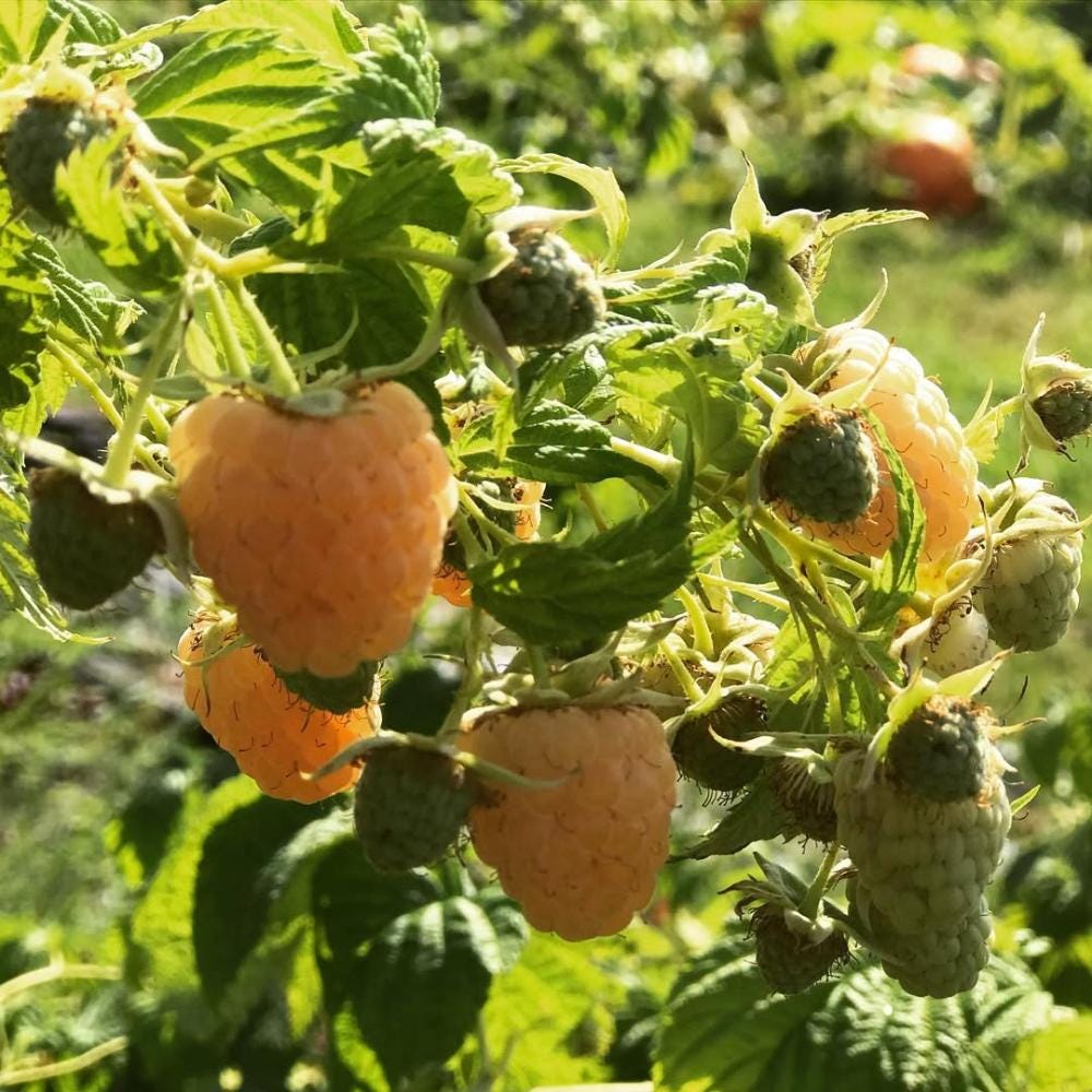 Set of 2 Gold Raspberry Live Plants, Edible Berry Bush, 4-6 Inches Tall ...