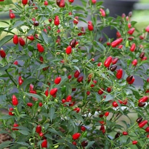 May include: A vibrant pepper plant laden with small, red, and green chili peppers. The peppers are clustered among lush green leaves, with some peppers transitioning to a darker hue. The image showcases a healthy, thriving plant.