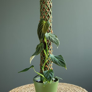 Moss Pole Set &quot;Arabesque&quot; M (D 5.1 cm) - extendable moss pole for Monstera