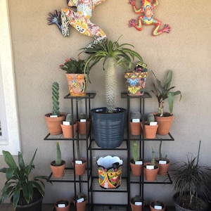 May include: A black metal plant stand with multiple shelves displays various potted plants, including cacti and succulents. Decorative ceramic frogs adorn the wall above. The pots are terracotta and colourful, creating a vibrant outdoor display.