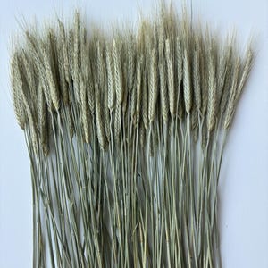 Dried wheat 100 stems, Bulk natural home decor, Neutral filler for bouquets and wreaths