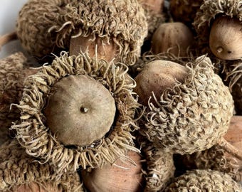 May include: A close-up of a pile of acorns with their caps still attached. The acorns are a light brown color and have a rough texture.