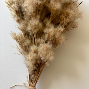 Dried beige fluffy grass stems, Naturally dried vase filler, Eco friendly home decor