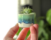 tiny air plant with planter succulent container boho decor small planter with air plant