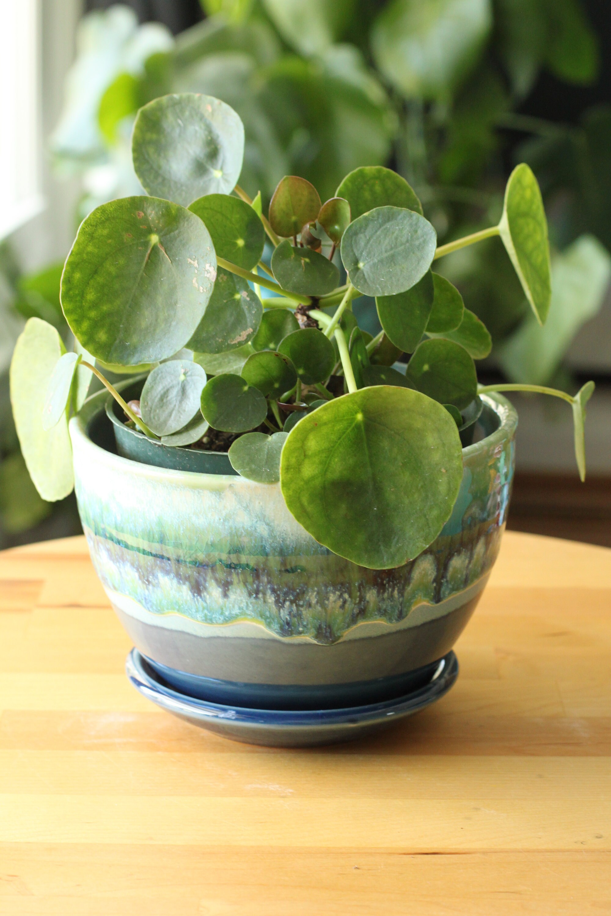 Large Blue Planter Cactus Succulent Pot Ceramic Blue Cactus Planter