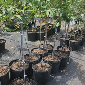 Methley Plum Fruit Tree Live - 4-5 Feet Tall - 3 Gallon Container