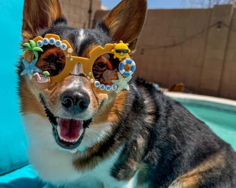 Sandy Paws Sunglasses