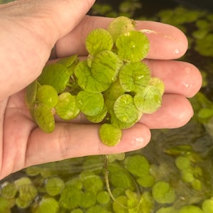 12 Mini Amazon Frogbit Floating Plants | Live Aquarium Plants for Betta Fish, Shrimp Tanks & Freshwater Aquariums