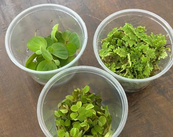 May include: Three clear plastic cups containing different types of aquatic plants. One cup holds broad, smooth green leaves, another contains dense, feathery green foliage, and the third features small, rounded, textured green leaves.