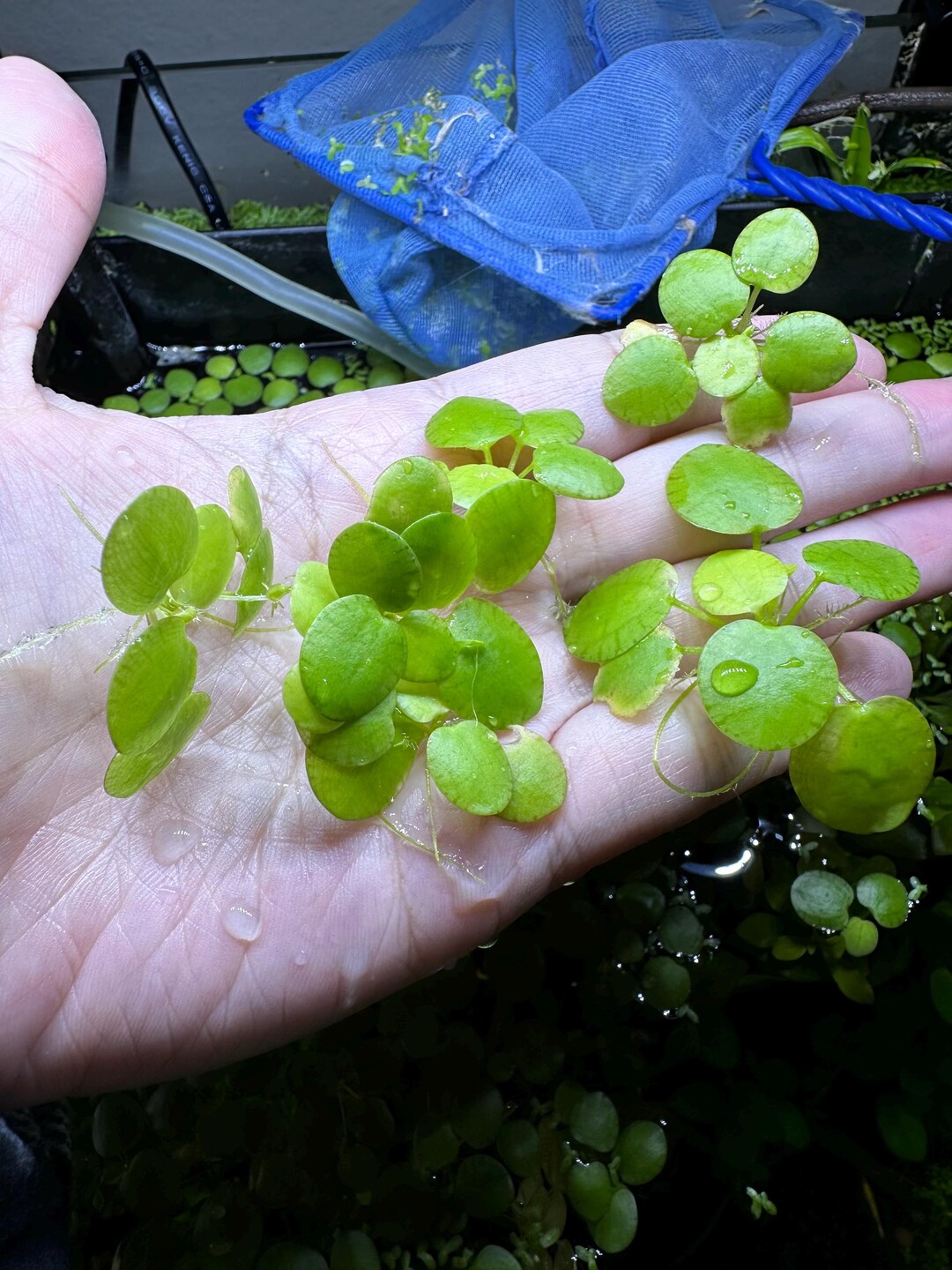 12 Mini Amazon Frogbit Aquarium Floating Plants - Etsy