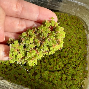 Live Azolla Mosquito Fern | Live Azolla Caroliniana – Floating Aquarium Plant for Betta, Shrimp & Ponds | ~80g Portion