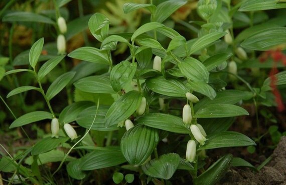 Dwarf Solomon Seal Polygonatum Humile Etsy
