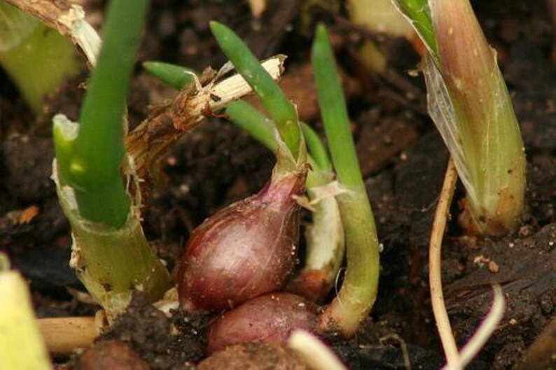 Walking Onions 3 perennial bulbs Etsy