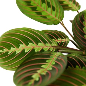 Maranta Red Prayer Plant - Bellissima pianta da interno con motivi fogliari unici