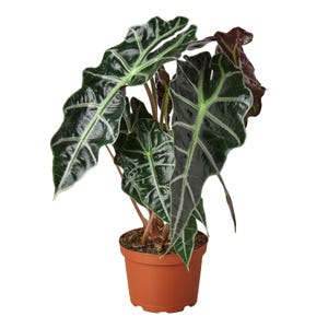 Alocasia Polly African Mask Plant Unique Houseplant With Elephant Ear Leaves