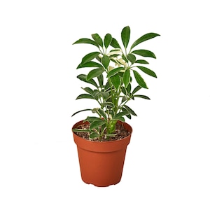 Schefflera Moonlight Umbrella Plant Dwarf Tree Variegated Indoor Houseplant Schefflera Moonlight &#39;umbrella Plant&#39;