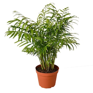 Elegant Parlor Palm (chamaedorea Elegans) - Low Light Indoor Plant, Air Purifier