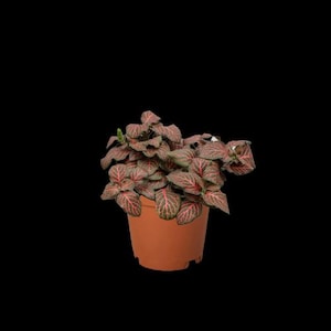 Fittonia Red Nerve Plant Live Indoor Houseplant with Beautiful Veins Fittonia &#39;Red&#39; Red leaf