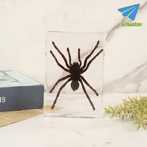 Authentic Spider Specimen Encased In Clear Amber Acrylic Resin - Tarantula Display Paperweight, Scientific Collectible & Unique Decor