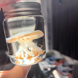 Real Jellyfish Specimen, Jellyfish Wet Specimen, Jellyfish Specimen Preserved in Glass Jar, Gift for Ocean Lovers, Office Decoration
