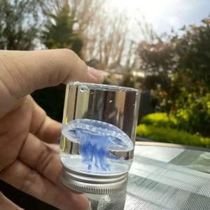Real Jellyfish Specimen, Jellyfish Wet Specimen, Jellyfish Specimen Preserved in Glass Jar, Gift for Ocean Lovers, Office Decoration