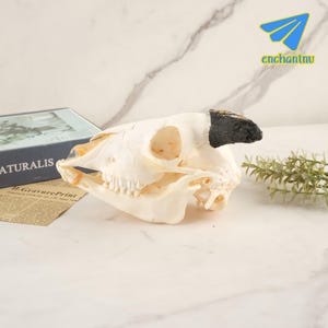 Ethically Sourced Goat Skull - Professionally Cleaned & Bleached Animal Bone Specimen, Unique Natural Decor For Home Or Studio