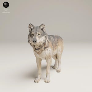 Puede incluir: Figura detallada de un lobo, de pie sobre una superficie blanca. El lobo tiene pelaje gris y marrón, con una expresión concentrada. La figura es una representación realista del animal.