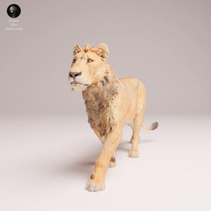 Sub-adult Savannah Lion | UNPAINTED | plant-based resin 3d print | Nature | Wild Life | Display Piece | Sculpture | Miniatures
