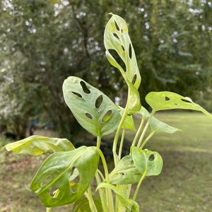 May include: A small green Monstera adansonii plant with large leaves with holes in them. The plant is growing in a brown pot with soil.