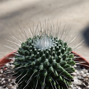 6&quot; Mammillaria spinossisima &#39;Un Pico&#39;  - Spiny Pincushion Cactus