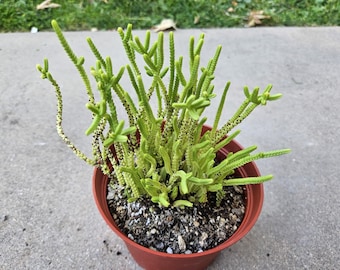 6&quot; Watch Chain Succulent - Crassula Muscosa