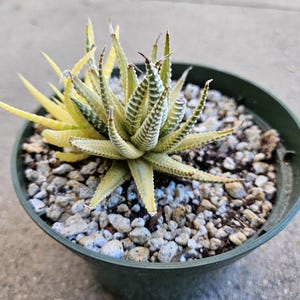 6&quot; Rare Variegated Zebra Haworthia - Haworthia fasciata - Zebra Plant