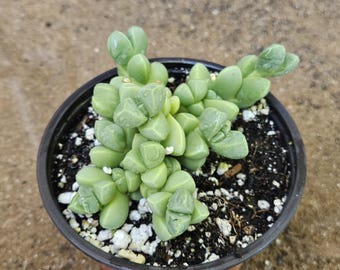 4&quot; Corpuscularia lehmannii Iceplant - Succulent