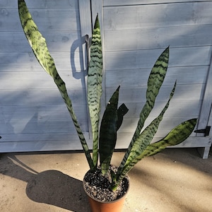 6&quot; Tall Snake Plant - Sansevieria - Dracaena - Mother-In-Law&#39;s Tongue - Houseplant