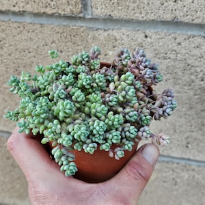 4&quot; Sedum Dasyphyllum - Stonecrop