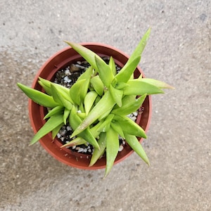 4&quot; Crassula - Red Pagoda - Succulent
