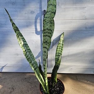 6&quot; Tall Snake Plant - Sansevieria - Dracaena - Mother-In-Law&#39;s Tongue - Houseplant