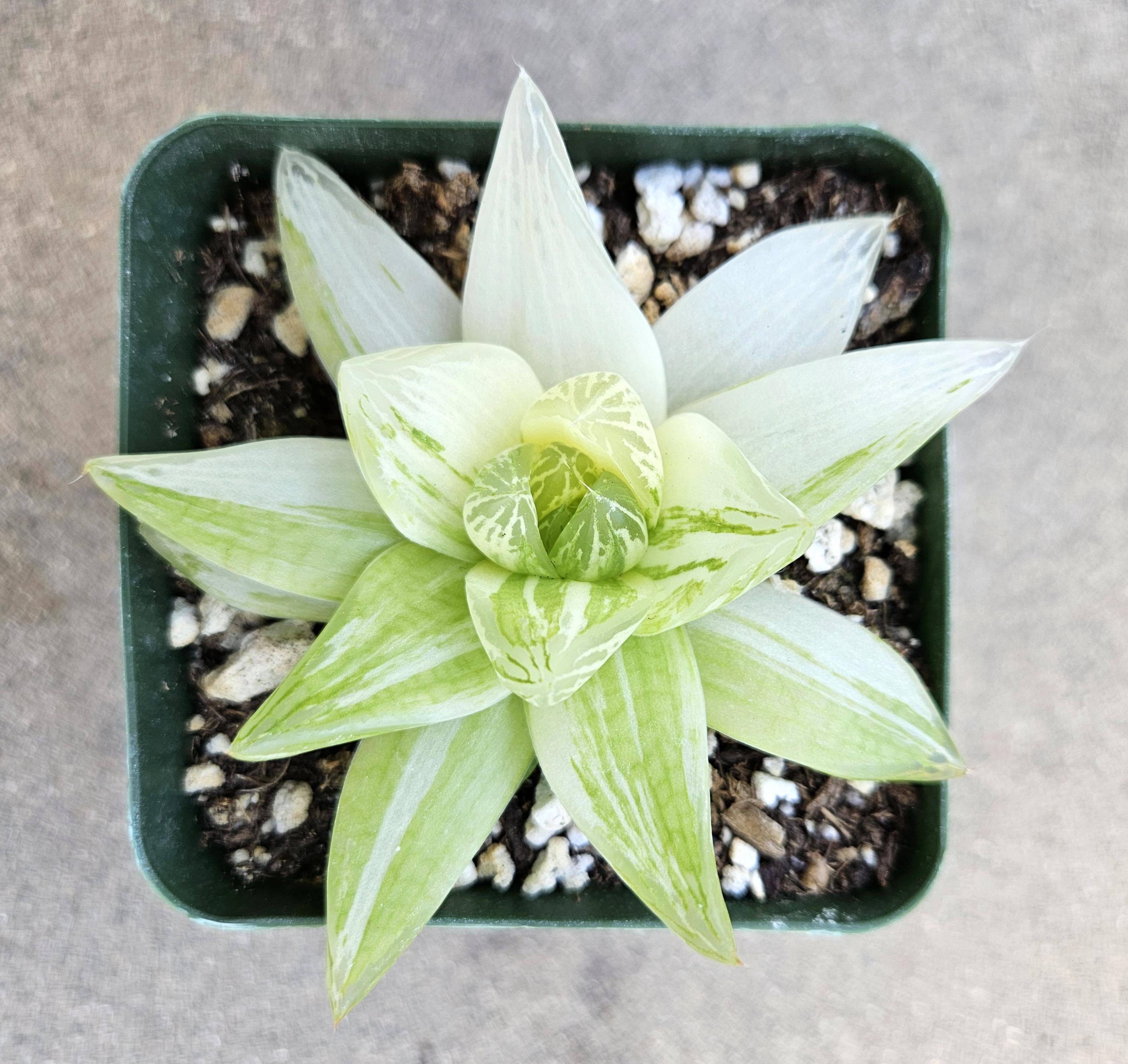 Haworthia Cymbiformis Variegated - Rare - 4"